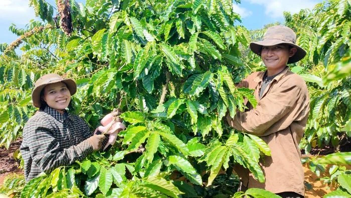 Gia Lai rộn ràng mùa thu hoạch cà phê - 第2张