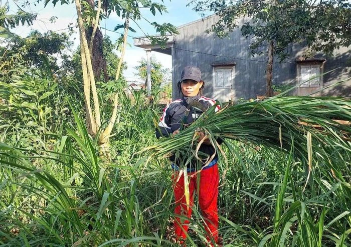 Ia Ko giúp hộ nghèo phát triển chăn nuôi - 第1张