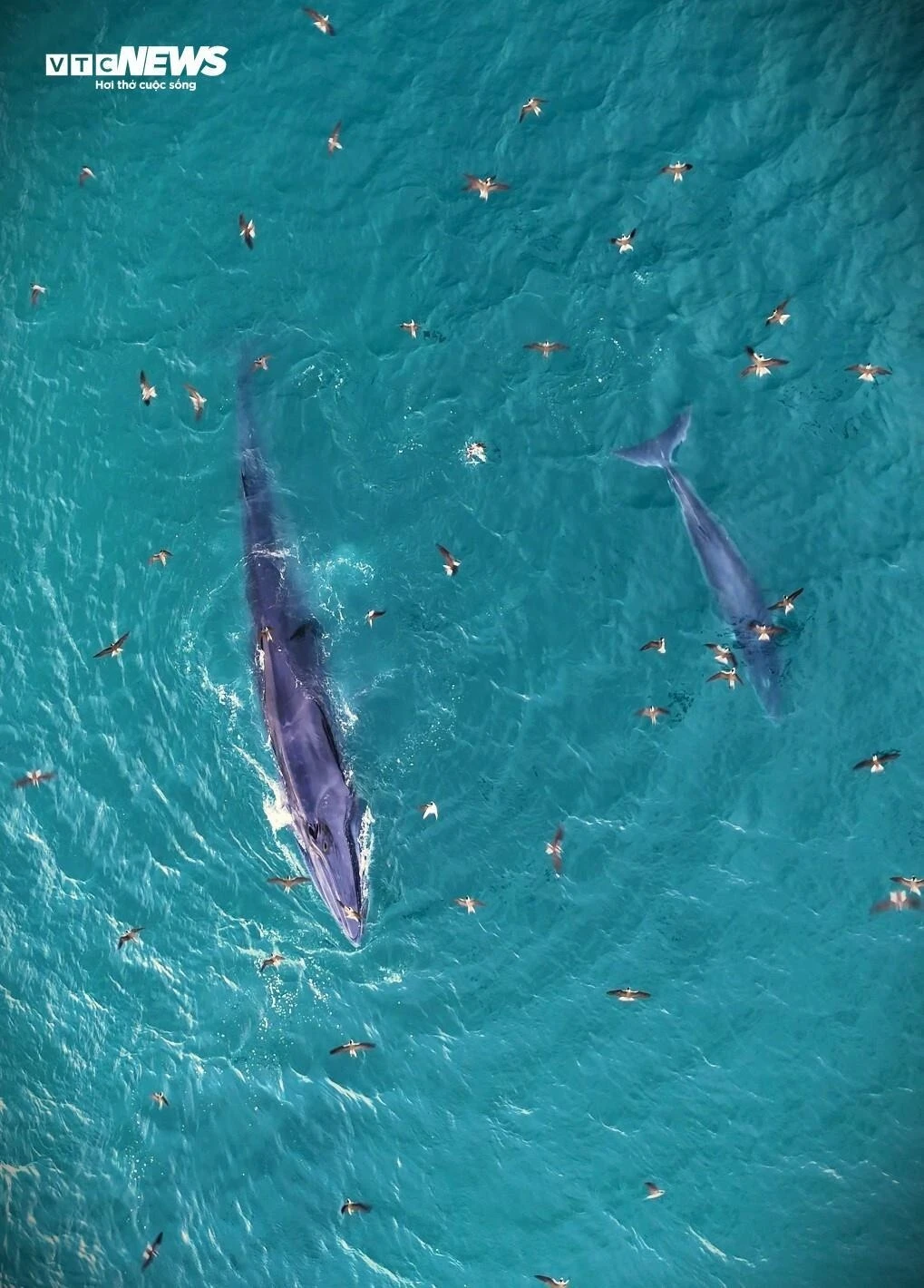 Ngắm cá voi săn mồi ở Gia Lai - 第3张