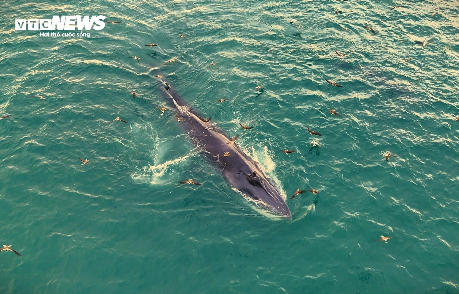 Ngắm cá voi săn mồi ở Gia Lai - 第4张