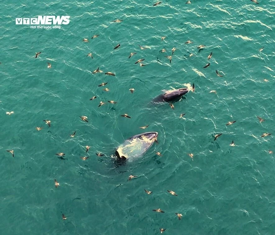 Ngắm cá voi săn mồi ở Gia Lai - 第5张