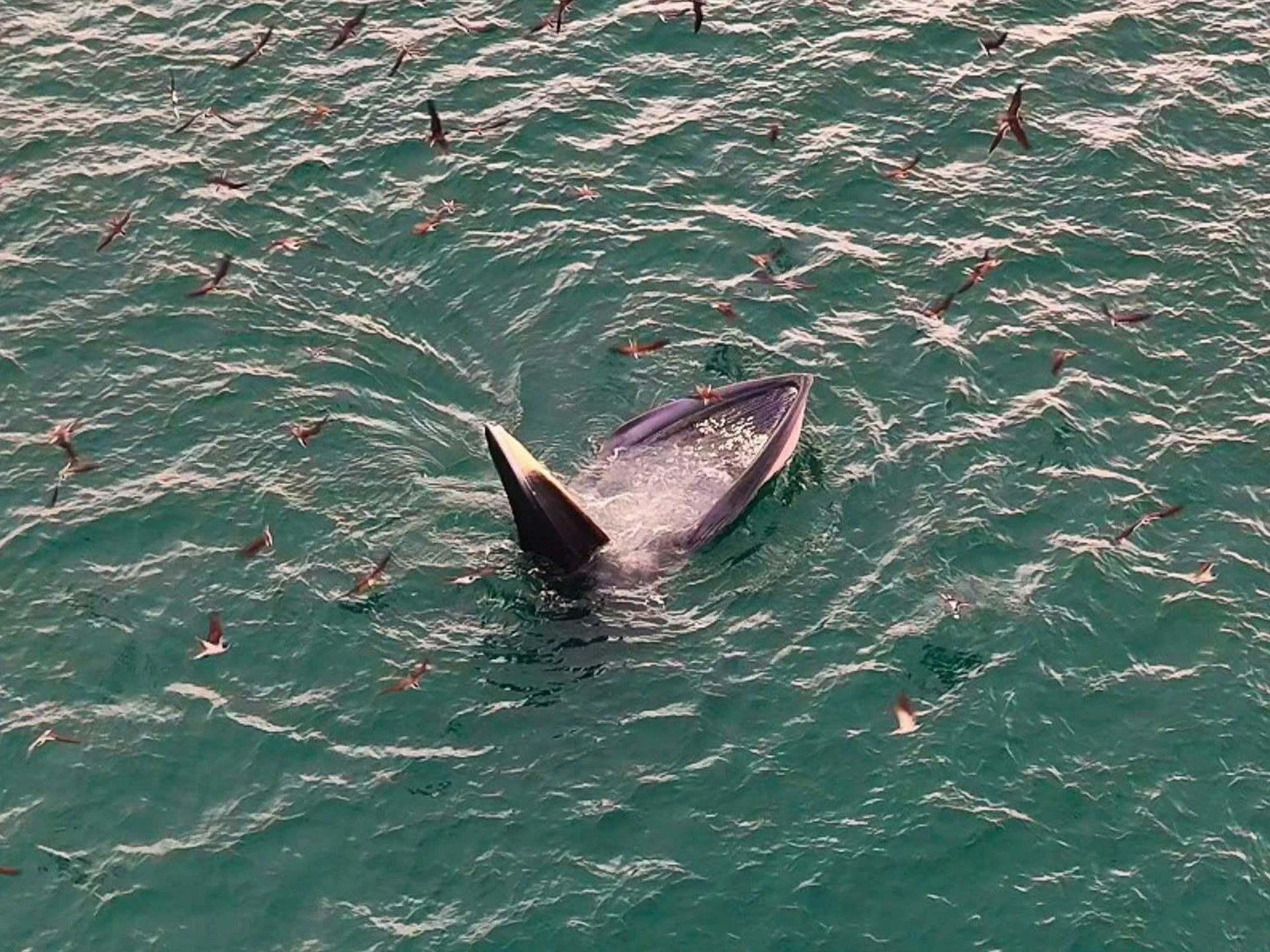 Ngắm cá voi săn mồi ở Gia Lai - 第6张