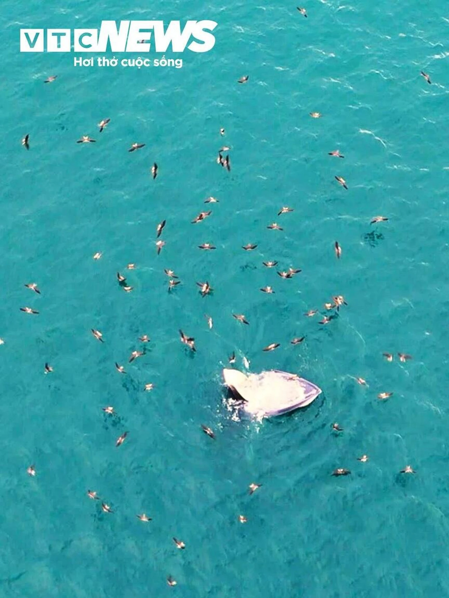 Ngắm cá voi săn mồi ở Gia Lai - 第8张