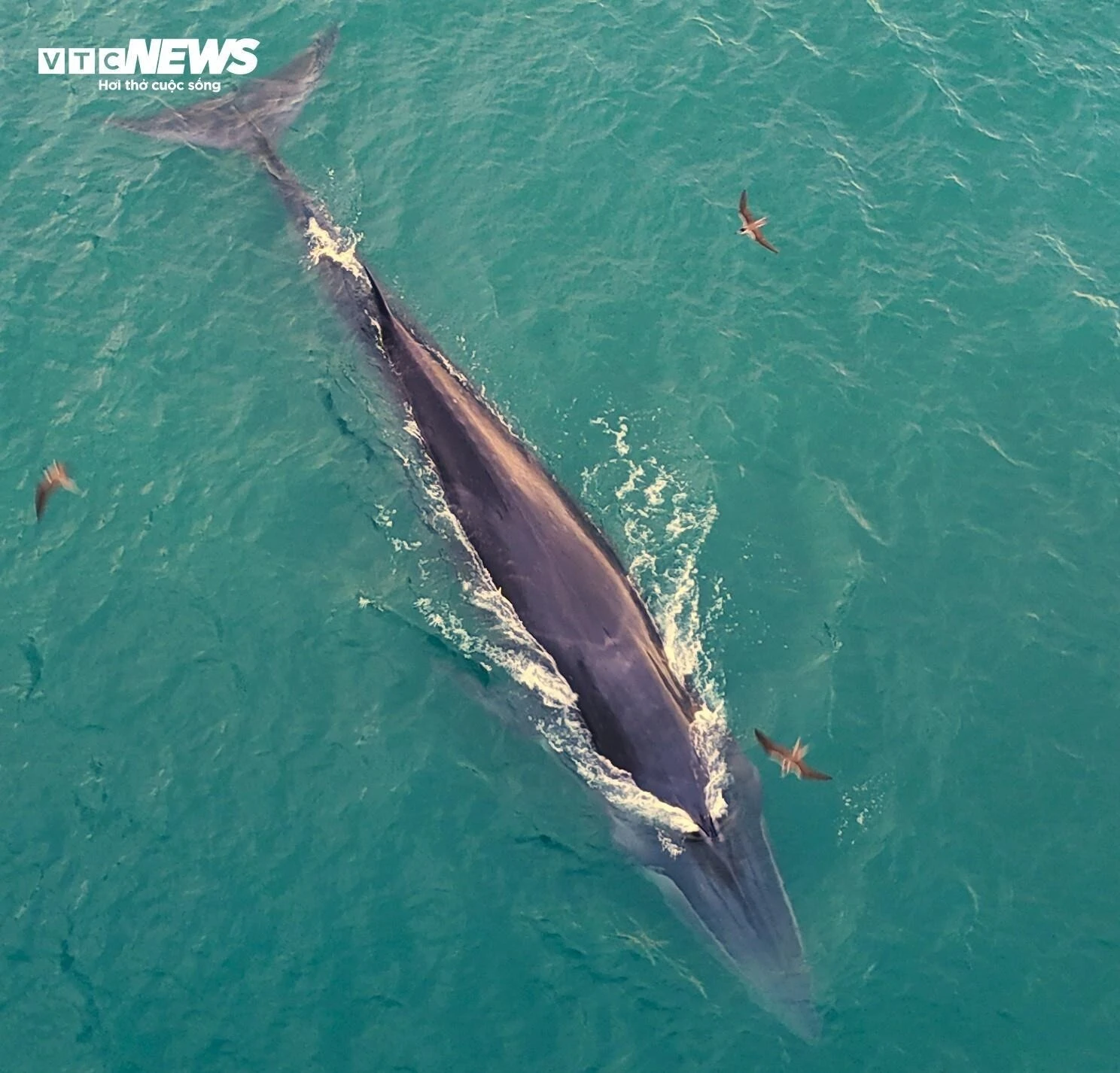 Ngắm cá voi săn mồi ở Gia Lai - 第9张