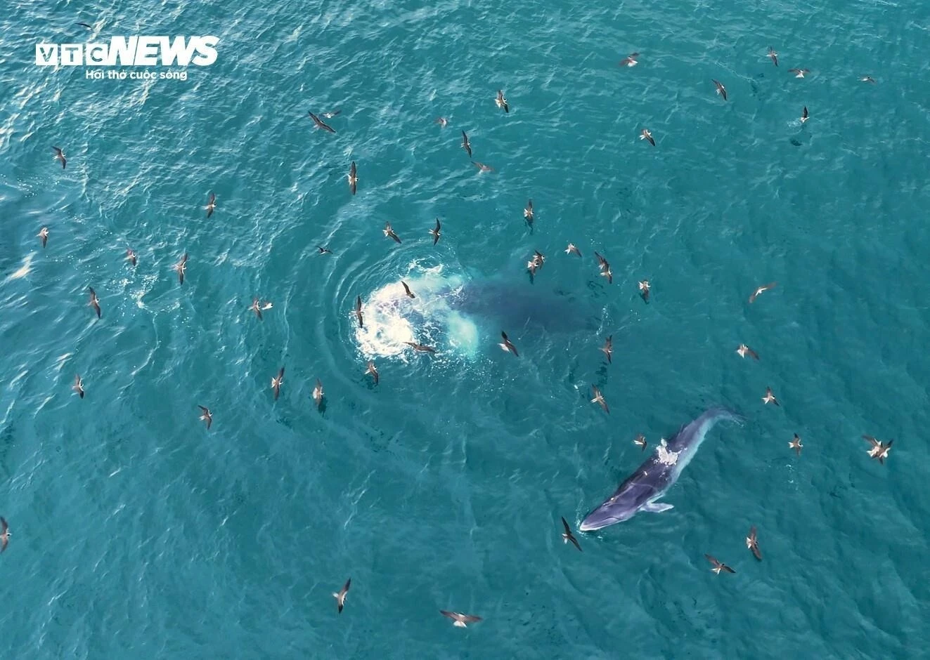 Ngắm cá voi săn mồi ở Gia Lai - 第1张