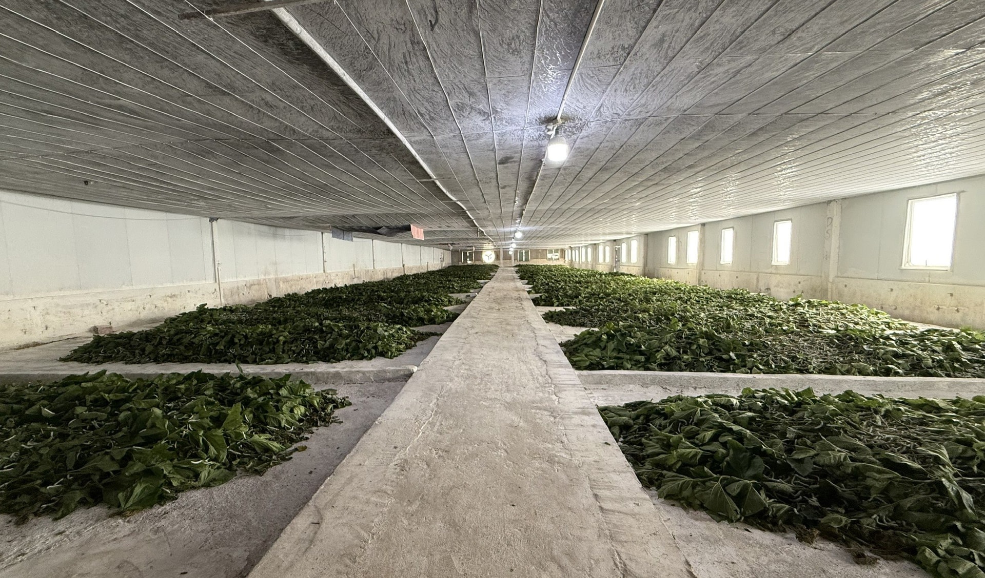 Bầu Đức hé lộ 'Công thức 70 USD' giúp Dâu Tằm lãi lớn - 第2张