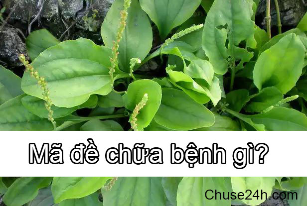 Mã đề chữa bệnh gì? - 第1张