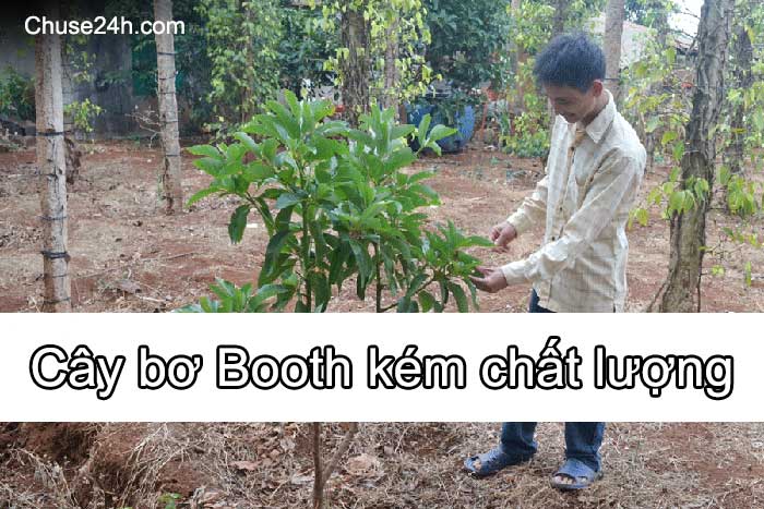 Cây bơ Booth kém chất lượng - 第1张