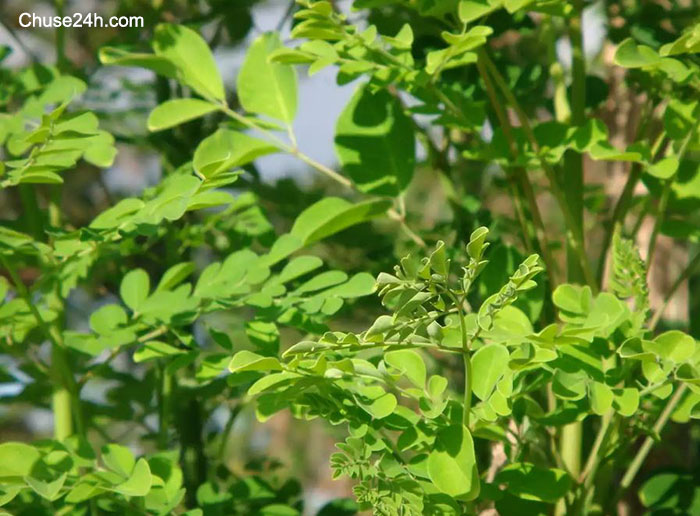 Kỹ thuật gieo ươm và chăm sóc cây Chùm ngây - 第1张