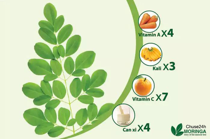 Cây Chùm ngây và tác dụng cây chùm ngây - 第1张