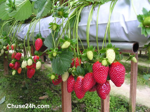 11 lý do khuyên bạn nên thường xuyên ăn dâu tây - 第1张