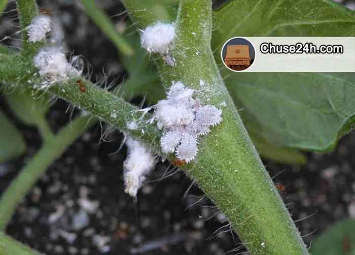 Chia sẻ kinh nghiệm diệt rệp sáp gốc hồ tiêu - 第1张