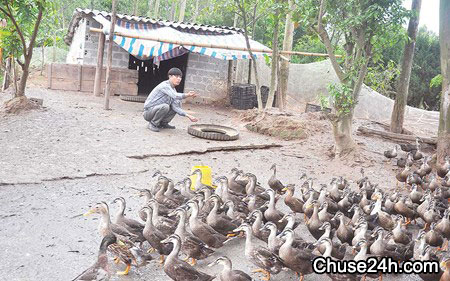 Thu tiền tỷ nhờ kết hợp nuôi vịt trời và lợn - 第1张