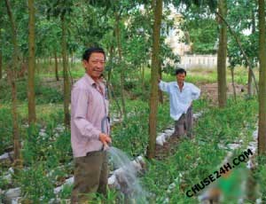 Mô hình trồng Gừng dưới tán cây cho năng suất cao - 第1张