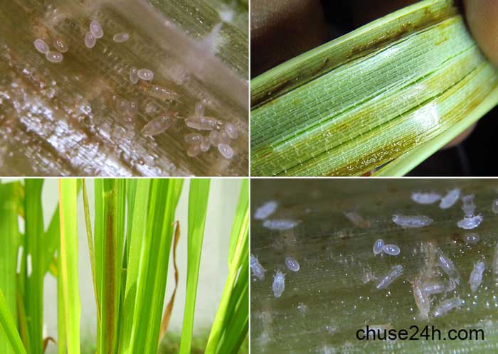 Biện pháp phòng trừ nhện gié hại lúa - 第1张