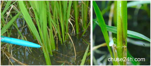 Biện pháp phòng trừ nhện gié hại lúa - 第3张