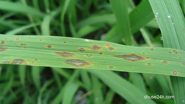 Biện pháp phòng trừ nhện gié hại lúa - 第4张