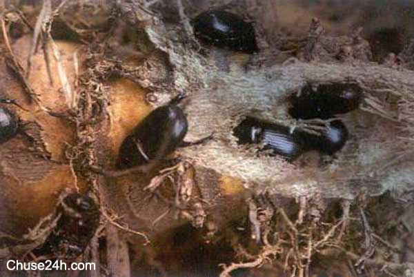 Cách diệt trừ bọ hung nhỏ hại gừng - 第1张