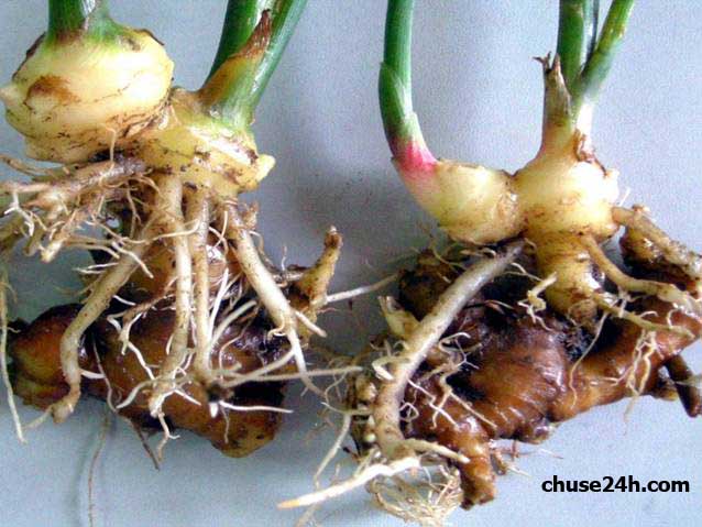 Phòng bệnh thối củ ở cây gừng - 第2张