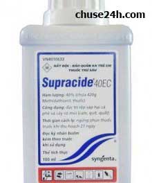 Cách nhận biết và Phòng ngừa bệnh Thối củ ở cây Gừng - 第1张