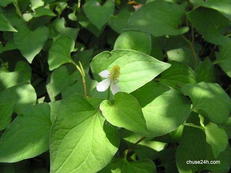 Cách trị nhiệt miệng bằng các loại rau - 第2张