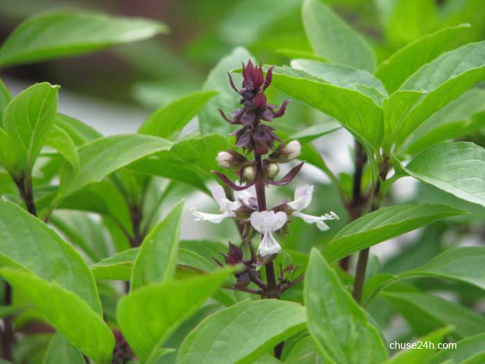 Cách trị nhiệt miệng bằng các loại rau - 第3张