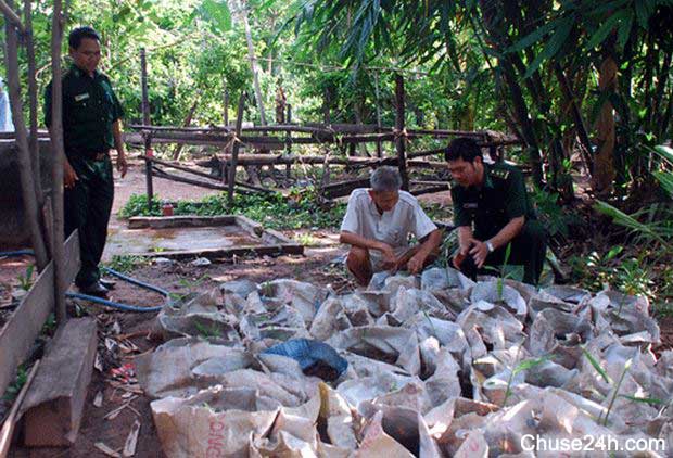 Cách trồng Gừng đem lại năng suất, chất lượng cao - 第2张