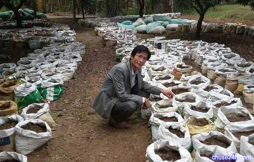 Cách trồng Gừng đem lại năng suất, chất lượng cao - 第1张