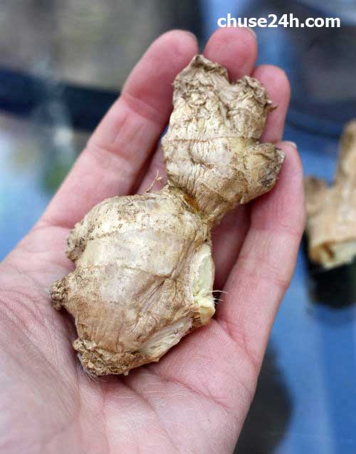 Cách trồng Gừng tại nhà đơn giản - 第2张