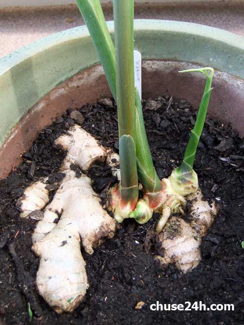 Cách trồng Gừng tại nhà đơn giản - 第3张