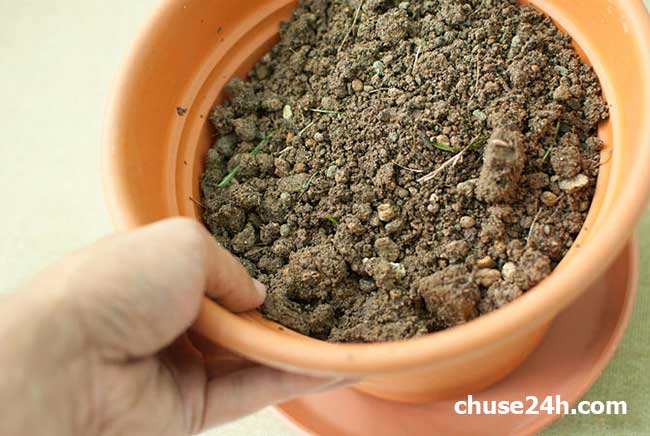 Cách trồng Gừng tại nhà đơn giản - 第4张