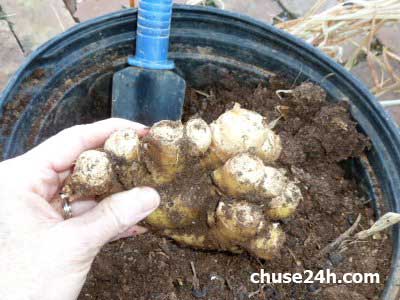 Cách trồng Gừng tại nhà đơn giản - 第6张