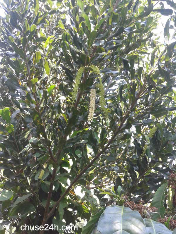 Cây tỷ đô: bàn chuyện cây mắc ca với ông Nguyễn Lân Hùng - 第1张