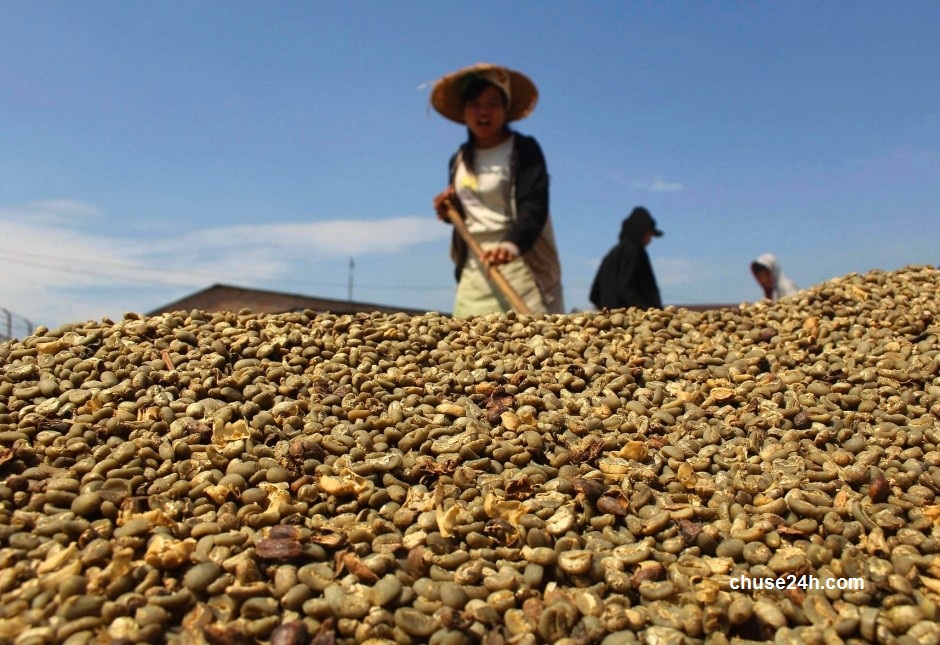 Giá cà phê tiếp tục giảm mạnh xuống 35,0 triệu đồng/tấn