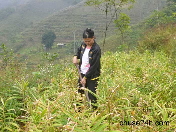 Kỹ thuật bón phân và chăm sóc cây gừng hiệu quả cao - 第1张