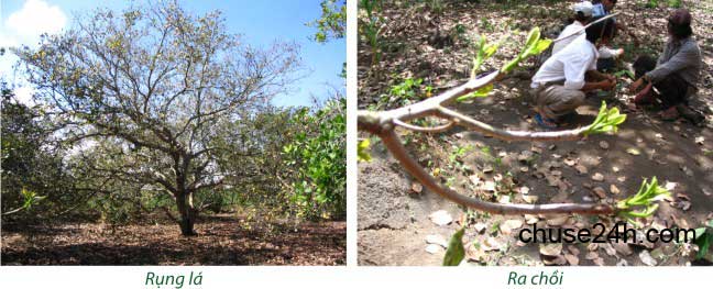 Kỹ thuật chăm sóc điều tăng năng suất và chất lượng - 第1张