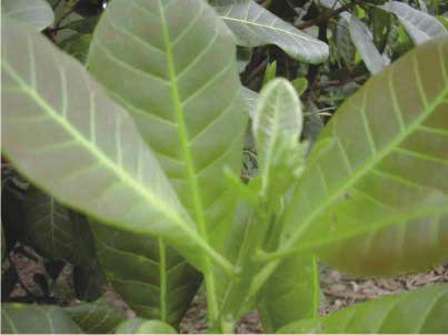 Kỹ thuật chăm sóc điều tăng năng suất và chất lượng - 第2张