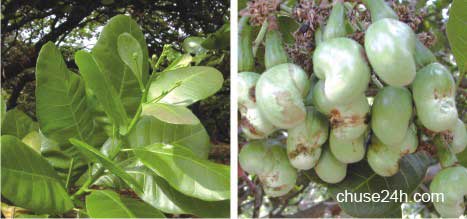 Kỹ thuật chăm sóc điều tăng năng suất và chất lượng - 第3张