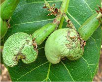 Kỹ thuật chăm sóc điều tăng năng suất và chất lượng - 第4张