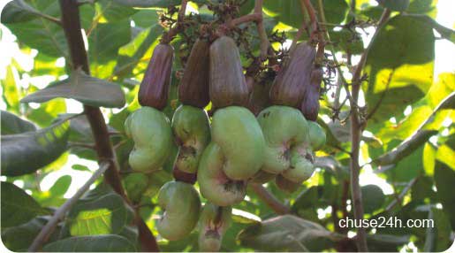 Kỹ thuật chăm sóc điều tăng năng suất và chất lượng - 第5张