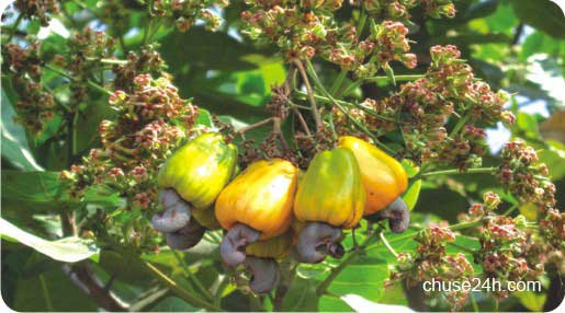Kỹ thuật chăm sóc điều tăng năng suất và chất lượng - 第6张