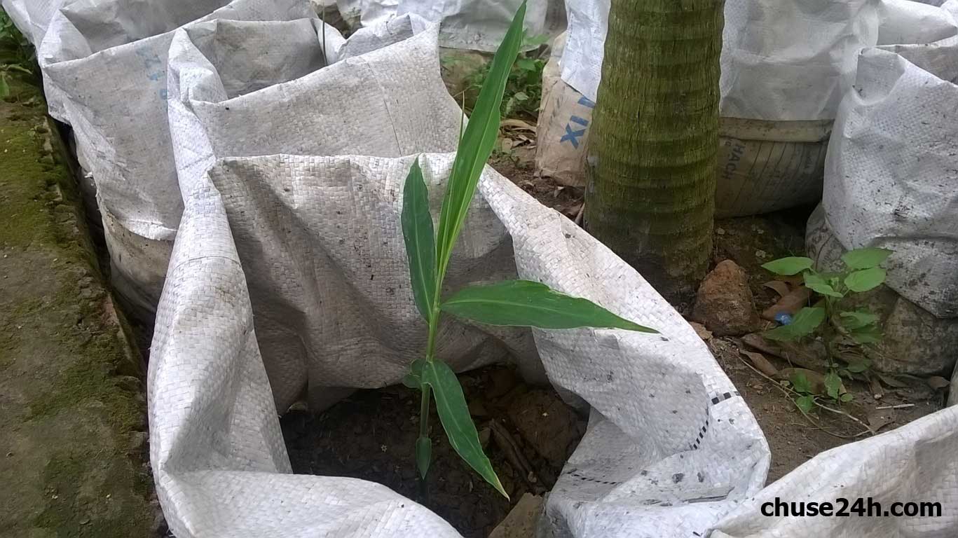 Kỹ thuật chọn giống, làm đất và bón phân cho gừng trong bao - 第1张