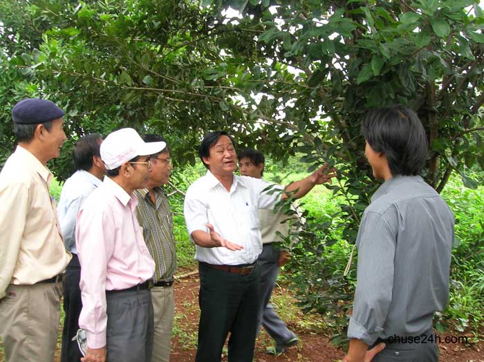 Kỹ thuật trồng, chăm sóc cây mắc ca - 第1张