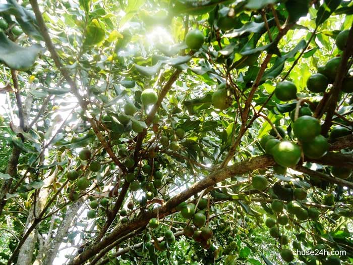 Cần phải cân nhắc trước khi trồng cây mắc ca - 第1张