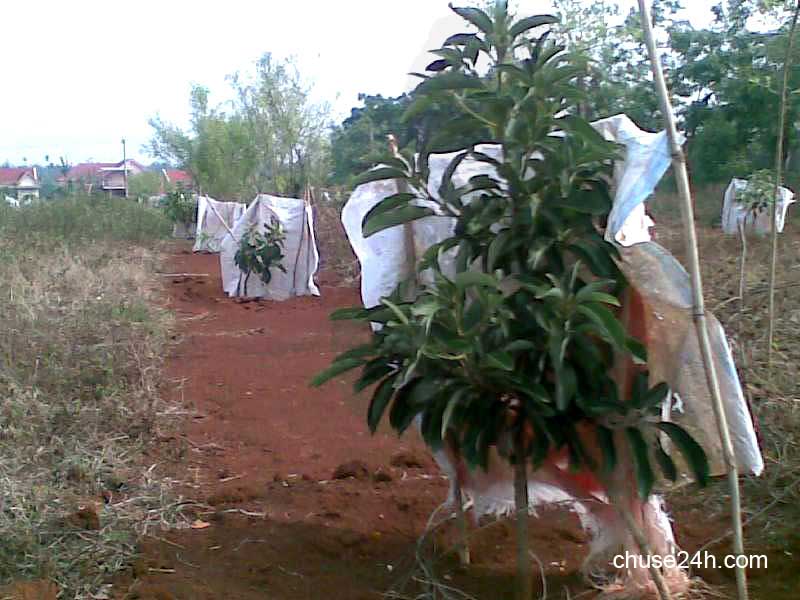 Kỹ thuật trồng và chăm sóc cây bơ - 第1张