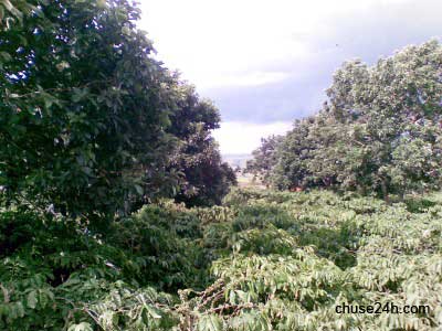 Kỹ thuật trồng và chăm sóc cây bơ - 第2张