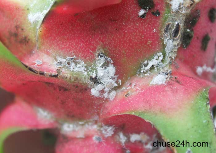 Nhận diện và kiểm soát rệp hại thanh long - 第1张