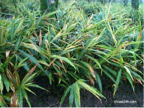 Phòng bệnh thối củ ở cây gừng - 第1张