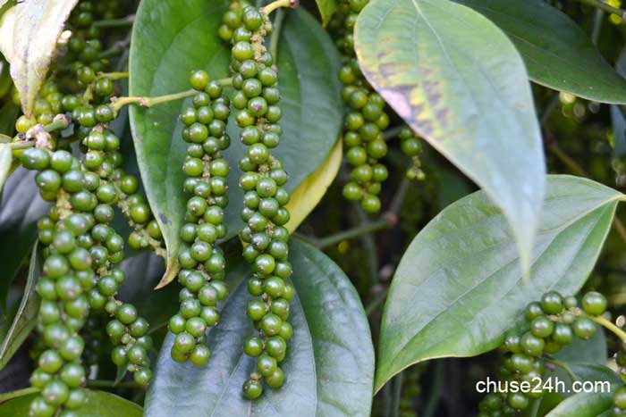 Chia sẻ kinh nghiệm phòng tránh bệnh tiêu điên khi cắt giống - 第1张