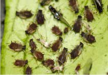 Phòng trừ bệnh trên cây tiêu - 第2张